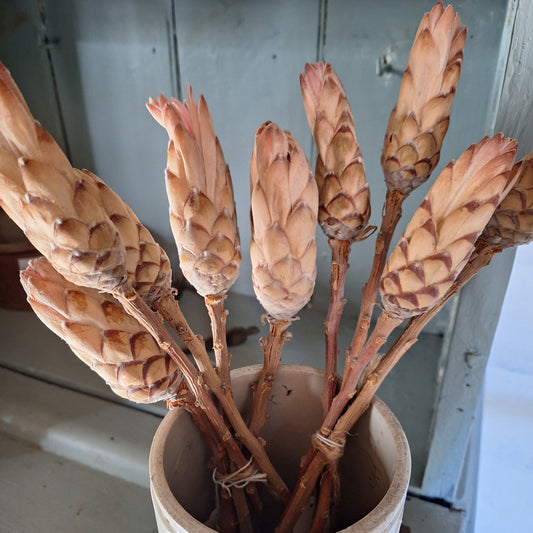 Dried Protea Repens