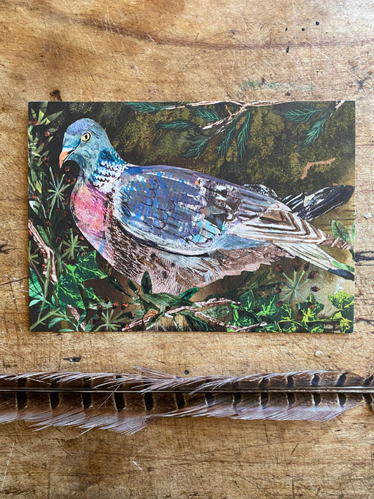 A6 Wood pigeon and the Ivy berries postcard