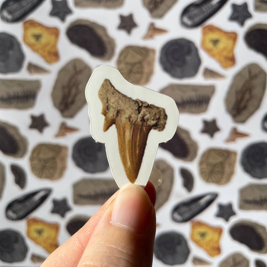 Prehistoric Shark Tooth Sticker